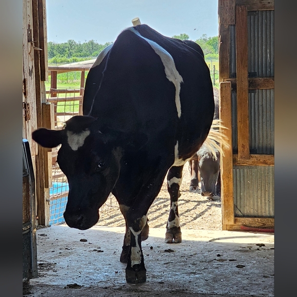 Cows cows and more cows - Picture 11 of 12